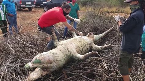 Video: Live Crocodiles Cut Open, Packed into Concrete Pits for 